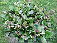 Bergenie a feuilles charnues - Bergenia crassifolia (prise a Lens, P-de-C)(3)